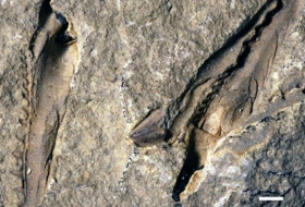 Fossil of `monster` worm with snapping jaws discovered 